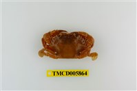 藏品(日本蟳)的圖片